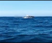 Avistamiento de una yubarta o ballena jorobada frente a la costa de Zumaia