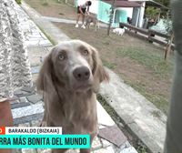 Santa, la perra más bonita del mundo, tiene pedigrí vasco: hemos estado con ella en Barakaldo
