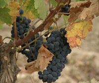 Las exportaciones de vino de Rioja Alavesa caen un 17 % en 2022, pero el sector mantiene la facturación