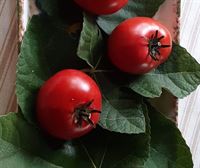 Los tomates de Aretxabaleta