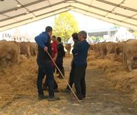 La feria del Primer Lunes de Octubre de Gernika reúne a 114 vacas de raza pirenaica