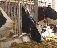 Más de 6000 vacas lecheras han sido sacrificadas en la CAV por la subida de precios