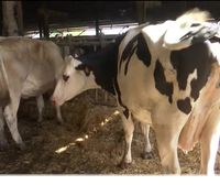 Euskadi ha perdido en los últimos meses el 8 % de sus vacas de leche, por los sobrecostes de alimentación