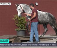 Acupuntura, hidroterapia y solárium para caballos en Iurreta: Selina nos da todos los detalles sobre su centro