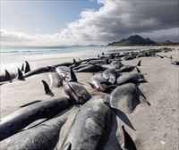 Mueren 215 ballenas piloto tras quedar varadas en una isla remota de Nueva Zelanda