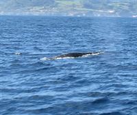 Una ballena de 12 metros de longitud visita la reserva de la Biosfera de Urdaibai
