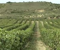 El Gobierno Vasco trabajará para que ‘Viñedos de Álava’ pueda ser una denominación de origen en el futuro
