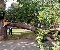 El intenso viento provoca caída de árboles en varias localidades