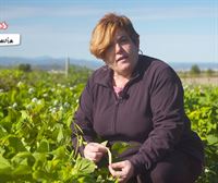 Conocemos las diferentes variedades de pochas de Navarra con Gloria Valero