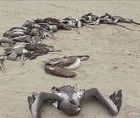 Perun 5.500 pelikano inguru hil dira hegazti-gripearen ondorioz