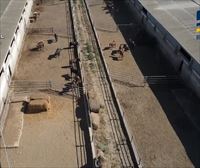 35 detenidos, uno de ellos en Navarra, por introducir carne de caballo no apta para el consumo en el mercado
