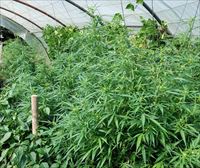 Desmantelan 12 plantaciones de marihuana en Bizkaia y detienen a una persona