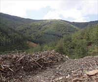 Euskadi probará una tirolina para sacar la madera del bosque