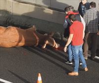 Se cumple un año del fallecimiento de una vaca tras caer a la carretera de La Avanzada en Leioa