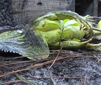 Iguanak izoztuta Floridan, Elliot ekaitzaren ondorioz 