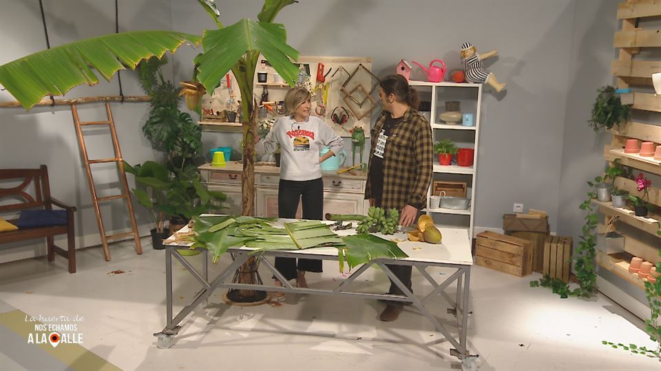 Conocemos la Bananera Japonesa, el platanero que florece en Euskal Herria