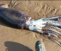 Un calamar gigante aparece en la playa de Gorliz