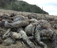Cientos de pulpos han aparecido muertos en la playa de Arrigunaga, Getxo