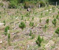 800 super árboles contra el cambio climático en Llodio-Laudio