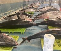 La cuota de capturas de bonito del norte aumentará un 23 % en 2024, y la de atún rojo un 10 %