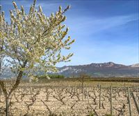 Rioja Alavesa cierra fuentes y prohíbe limpiar con agua las calles de 15 municipios por la escasez de lluvia