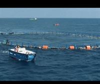 Azti y la empresa Balfegó colocarán una jaula para el engorde del atún rojo en Getaria