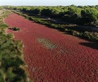 Los expertos advierten sobre los efectos que acarreará que Doñana se siga secando