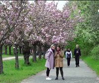Cada primavera, miles de cerezos japoneses florecen en Berlín