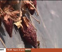 Doñana sufre un grave problema de sequía por las explotaciones ilegales en la zona