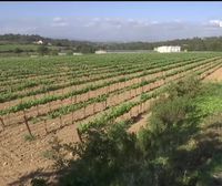 Agricultores catalanes aseguran que han perdido todo debido a la sequía y consideran insuficientes las ayudas