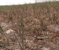 La sequía lastra parte de las cosechas de cereal y forraje, sobre todo en Álava
