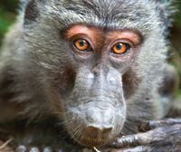 233 primate espezieren genoma sekuentziatu dute, giza gaixotasunak diagnostikatzen lagun dezakeena