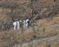 Hallan 45 bolsas con restos humanos al oeste de México durante la búsqueda de siete jóvenes desaparecidos