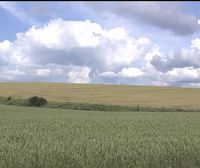 En la mitad sur de Navarra dan por perdida la cosecha del cereal de secano