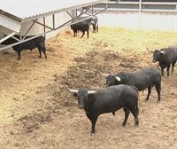 Estos son los seis toros de la ganadería de Miura que protagonizarán el último encierro de los sanfermines