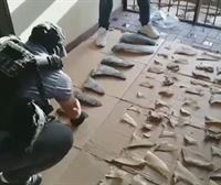 Incautan en Panamá 6 toneladas de aletas de tiburón, destinadas a Asia, donde el kilo se vende a 1.000 dólares
