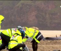 55 balea inguru hilik agertu dira Eskoziako Lewis uhartean
