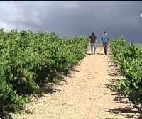 En Rioja Alavesa se necesitan unos 600 temporeros para la vendimia