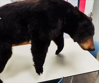 Intervienen un oso disecado en el puerto de Bilbao