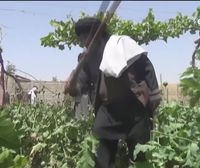 La caída del 80 % de la cosecha de opio con los talibanes en el poder ha hecho aflorar otros problemas