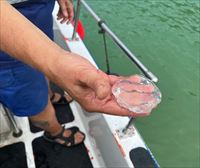 Retiran centenares de medusas muertas de la orilla de la playa de La Concha