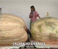 Un agricultor navarro cultiva calabazas gigantes de más de 1.000 kilos