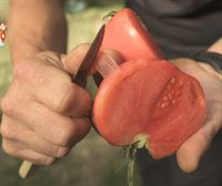 ¿Por qué son ''solomillo'' los tomates que recoge Joseba Bilbao en Etxauri Baserria de Zeanuri?